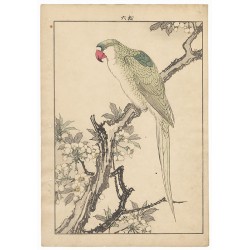 Imao Keinen - Perroquet à dos vert et fleurs de prunier